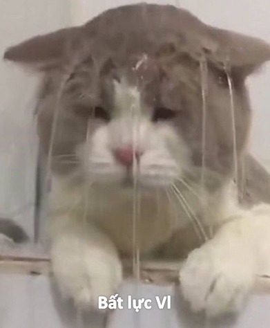 Meme Bất Lực