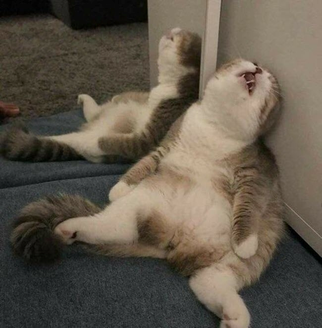 Meme Bất Lực