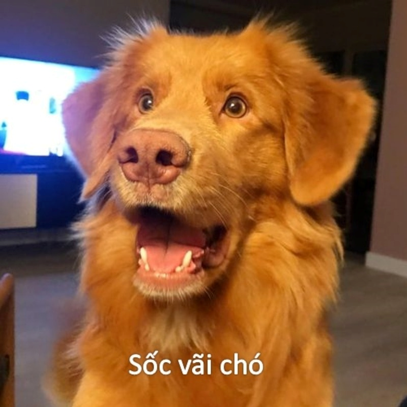 meme bất ngờ 