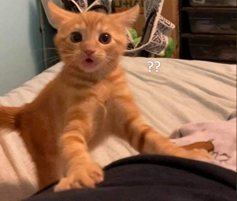 meme bất ngờ 