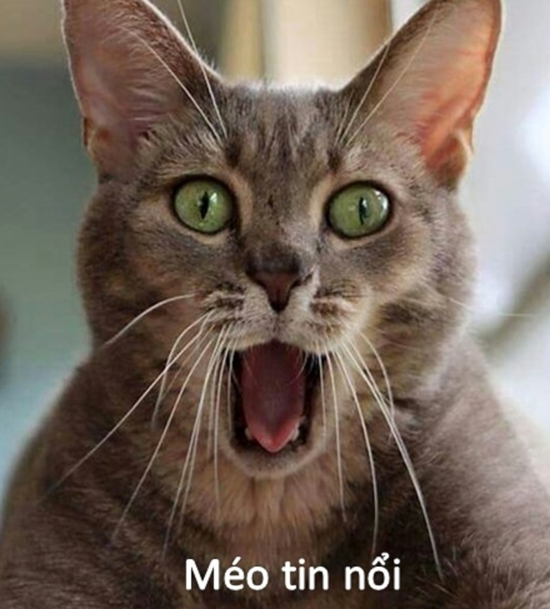 meme bất ngờ 