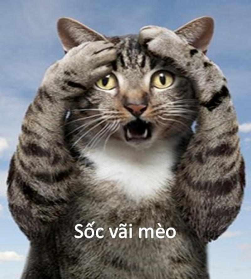 meme bất ngờ 