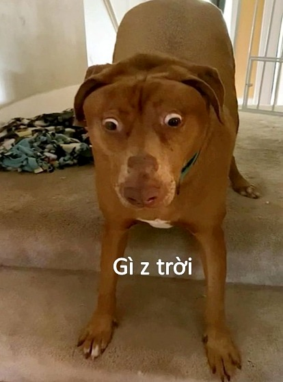 meme bất ngờ 