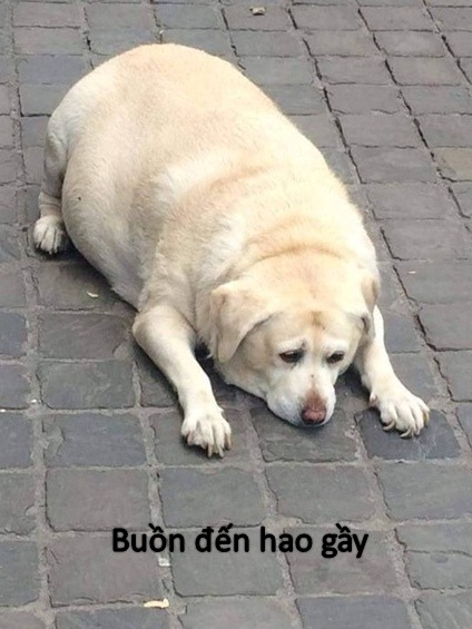 Meme Buồn 