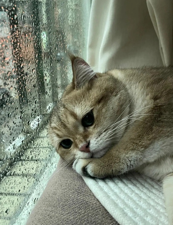 Meme Buồn 