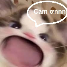 Meme Cảm Ơn 