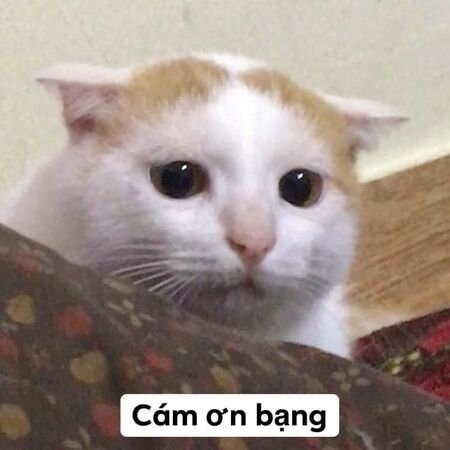 Meme Cảm Ơn 