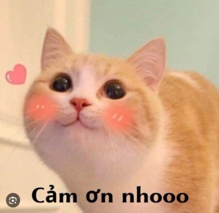Meme Cảm Ơn 
