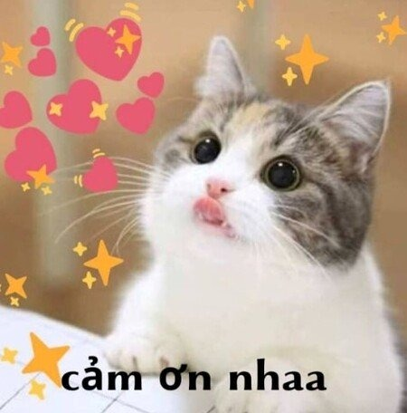 Meme Cảm Ơn 