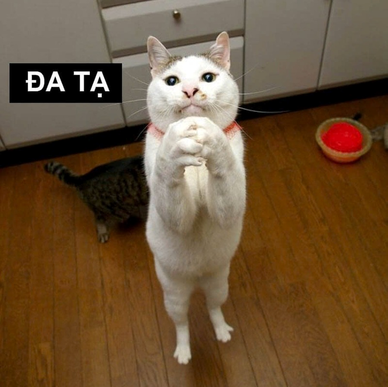 Meme Cảm Ơn 