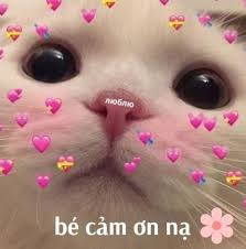 Meme Cảm Ơn 