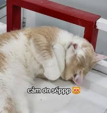 Meme Cảm Ơn 
