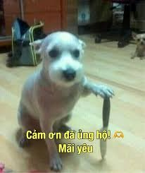 Meme Cảm Ơn 