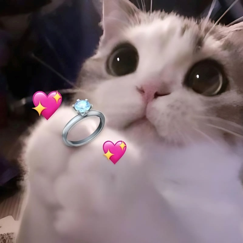 meme cute
