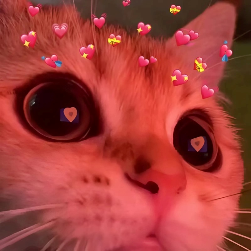 meme cute