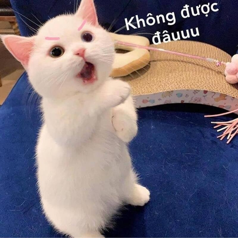 meme cute