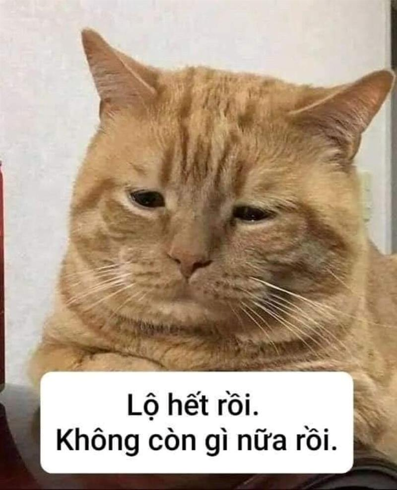 meme cute