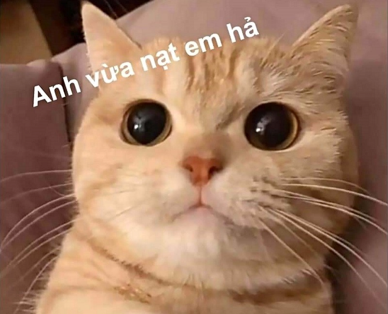 meme cute