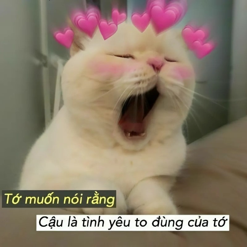 meme cute