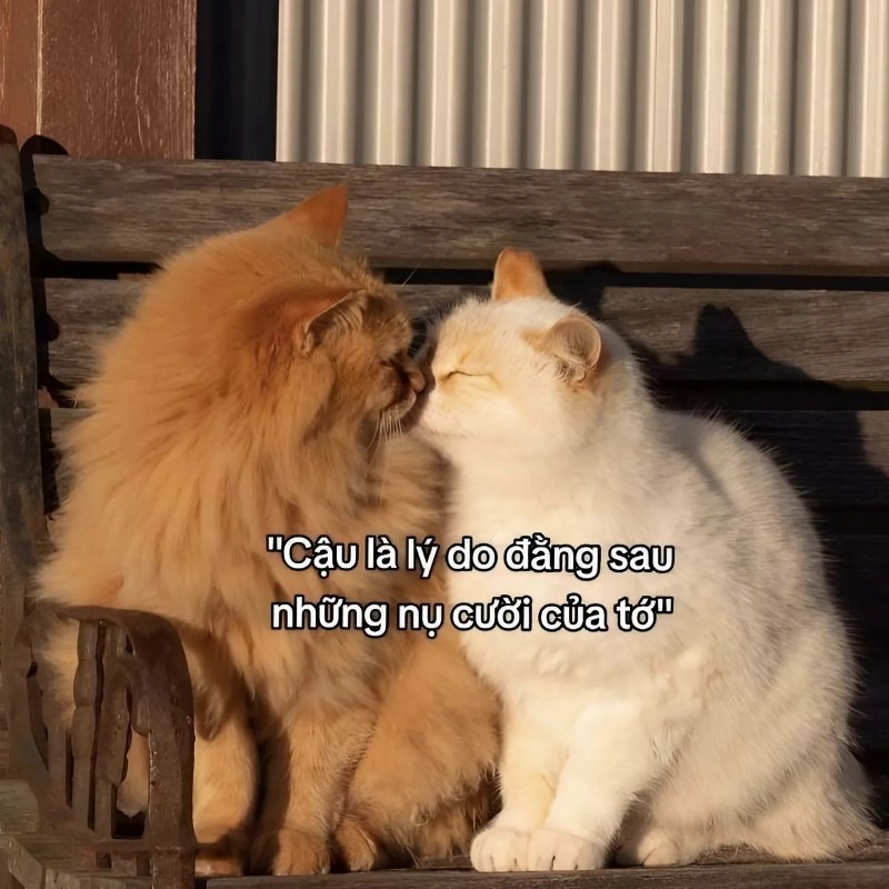 meme cute