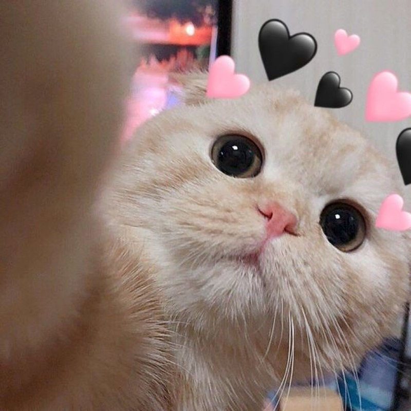 meme cute