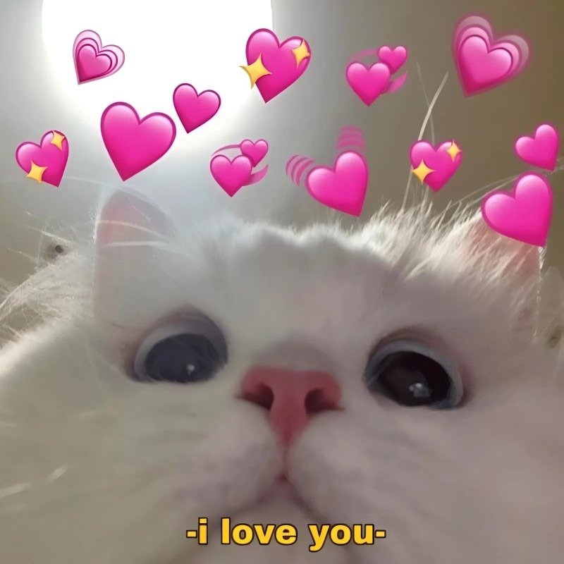 meme cute