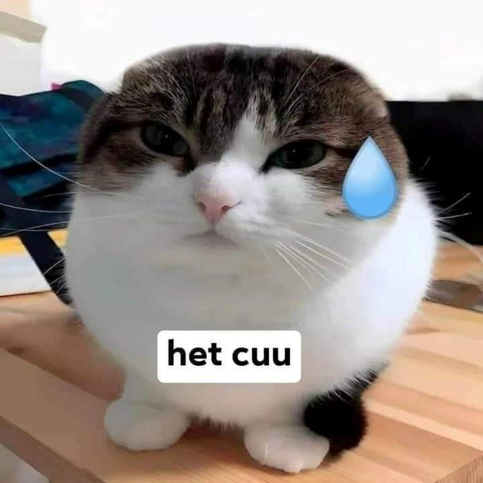 meme hết cứu 