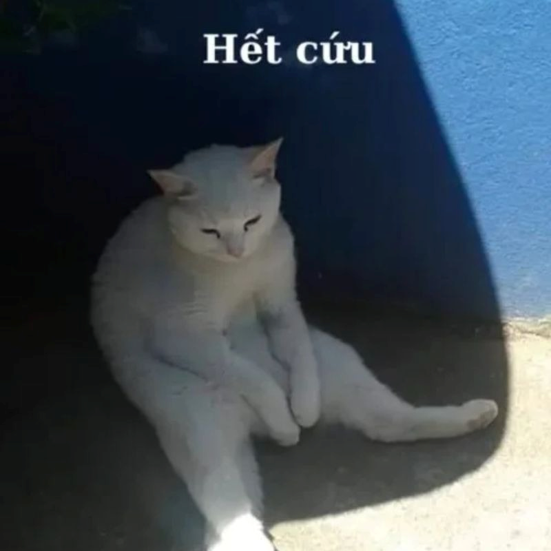 meme hết cứu 