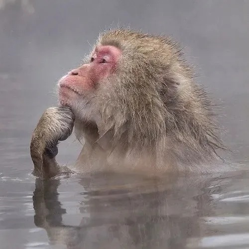 meme khỉ