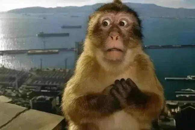 meme khỉ