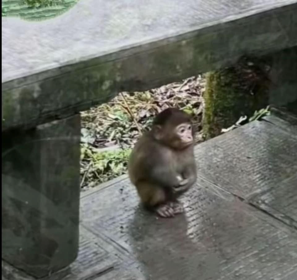 meme khỉ