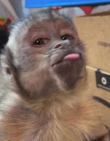meme khỉ