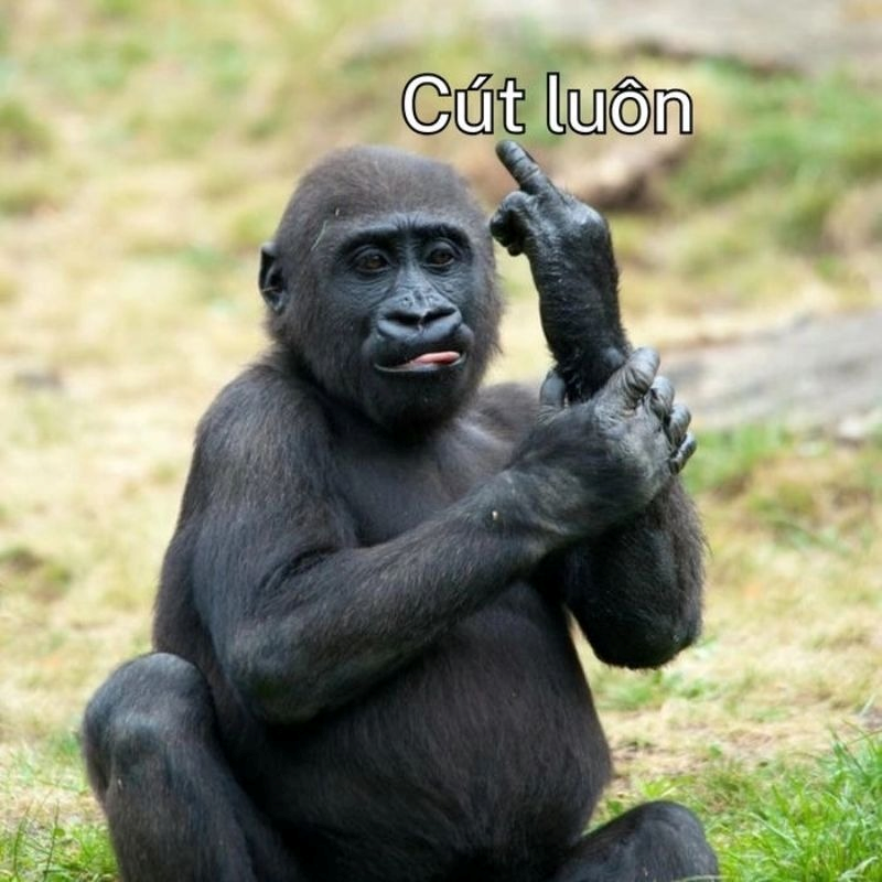 meme khỉ