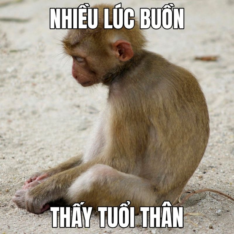 meme khỉ