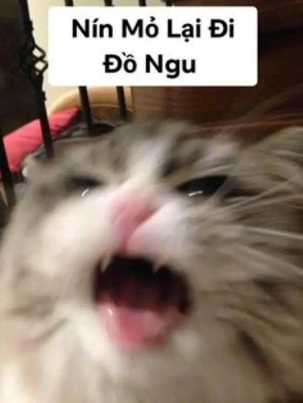 Meme Nín