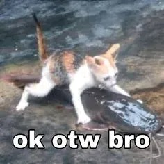 meme ok