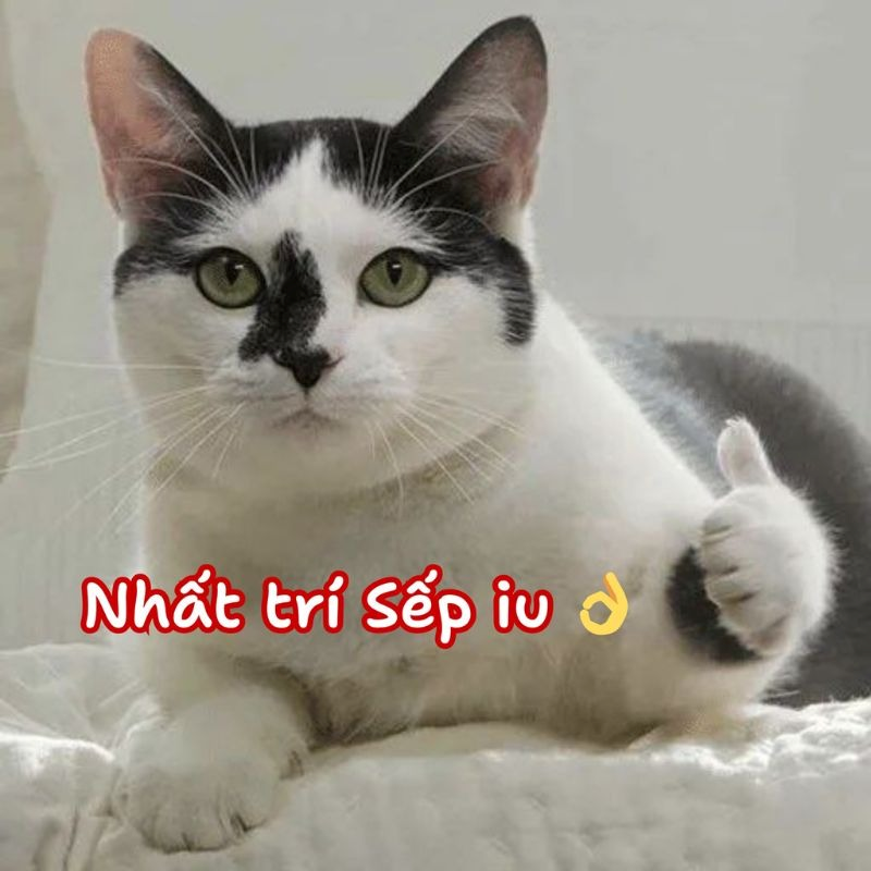 meme ok