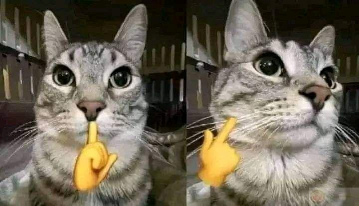  Mewing Meme 