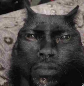  Mewing Meme 