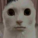  Mewing Meme 