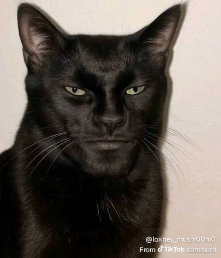  Mewing Meme 