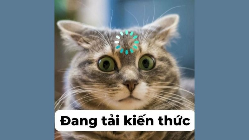 baner-meme-bua-01