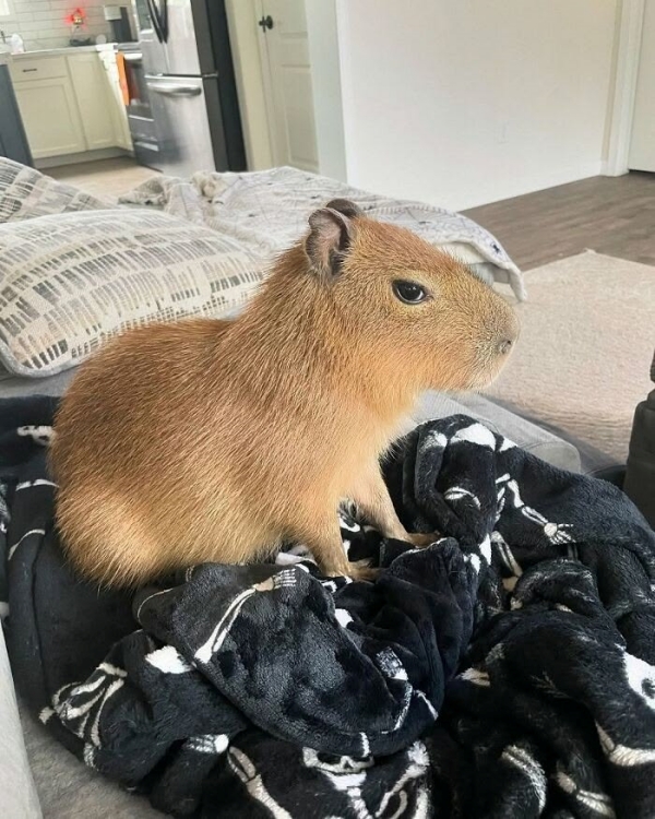Capybara meme