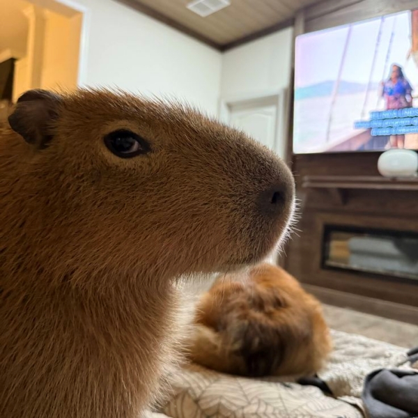 Capybara meme