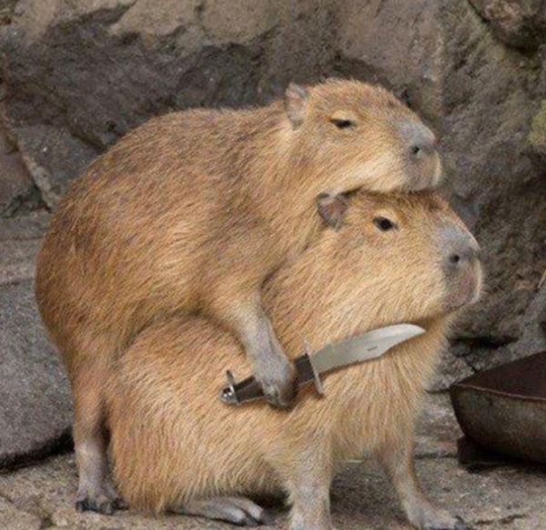 Capybara meme