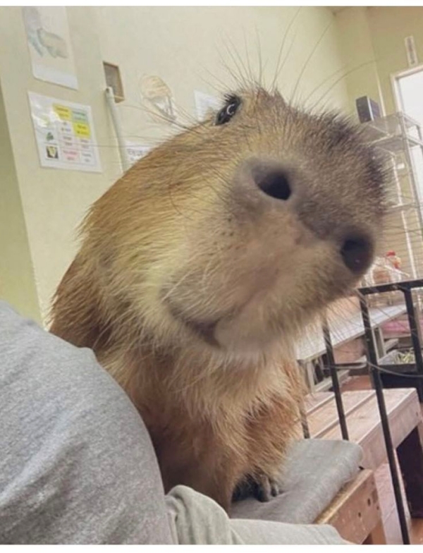 Capybara meme