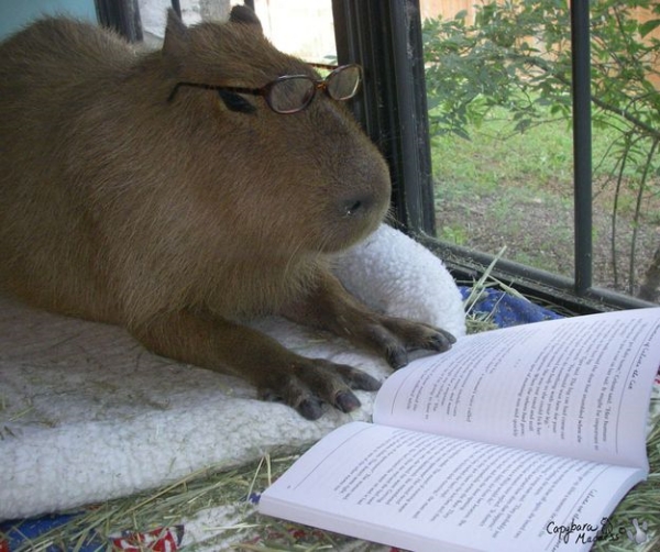 Tổng hợp meme Capybara đáng yêu: Khi “Bộ trưởng ngoại giao” đi tấu hài