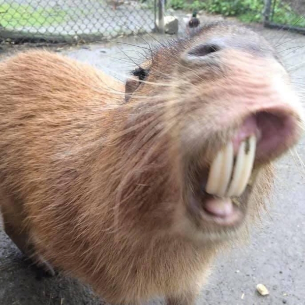 Capybara meme