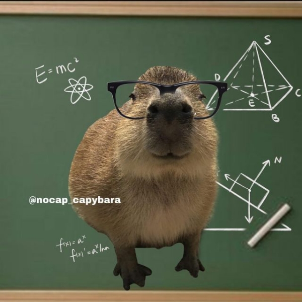 Capybara meme