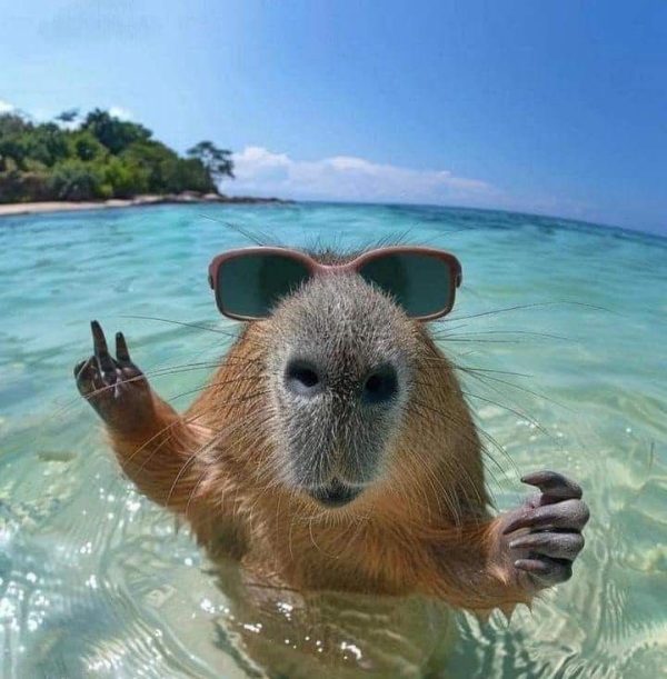Capybara meme
